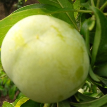 火花蜂糖李，产于紫云火花镇兴合村，蜂糖李个大脆甜，离核，