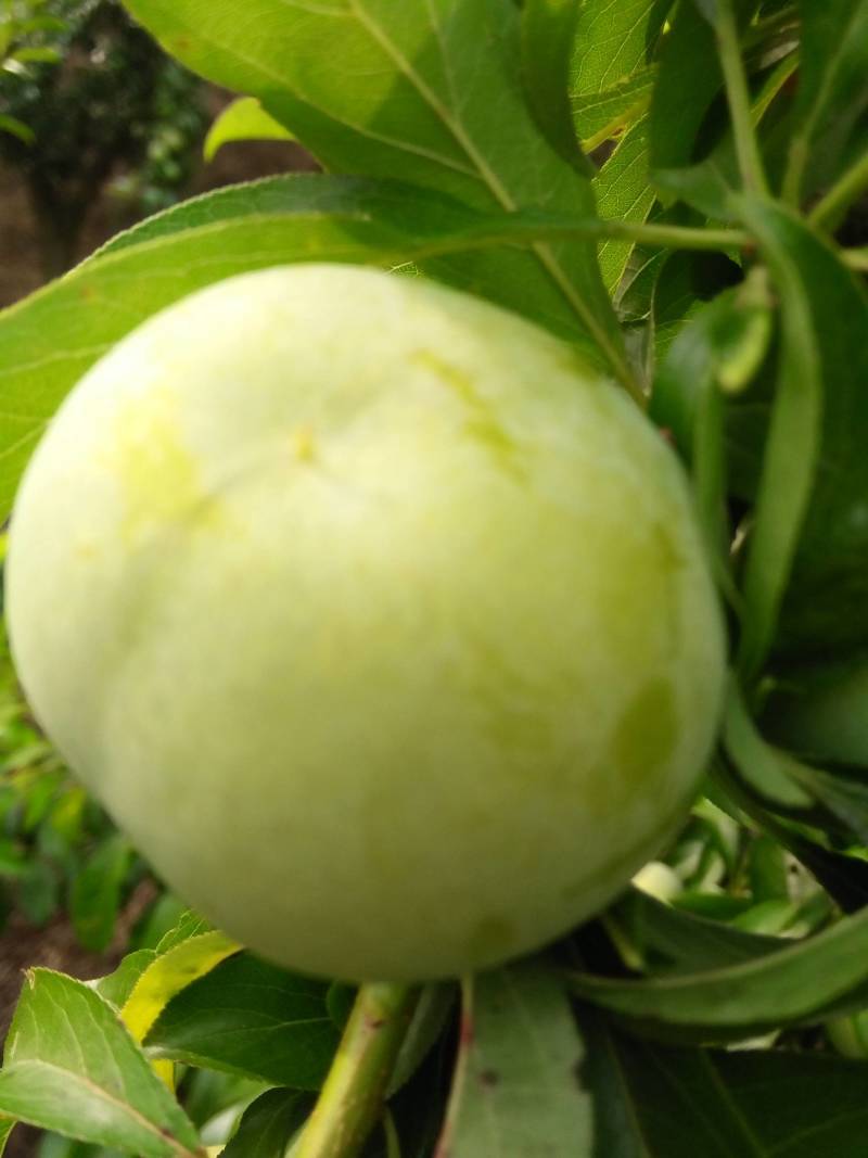 火花蜂糖李，产于紫云火花镇兴合村，蜂糖李个大脆甜，离核，