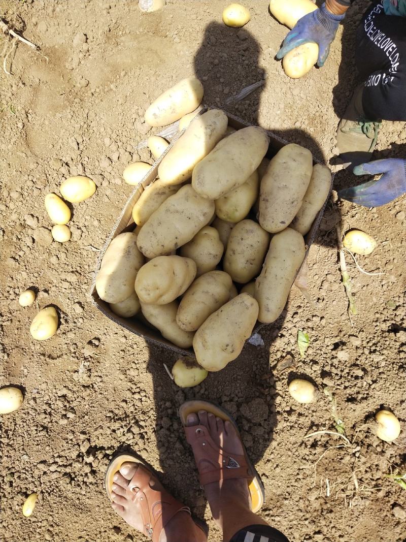 山东潍坊安丘荷兰十五土豆直销