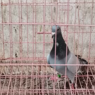公棚成绩鸽