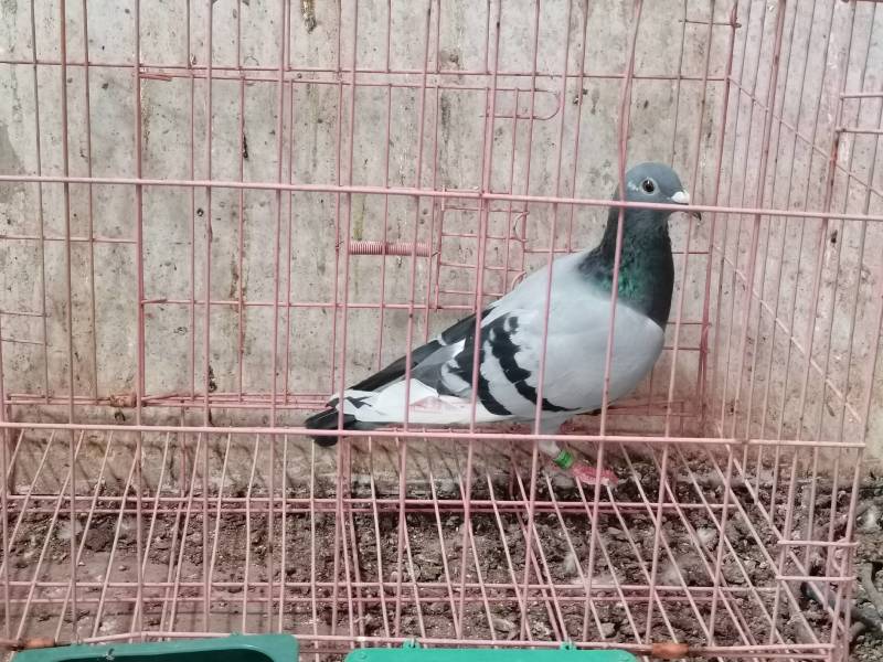 公棚成绩鸽