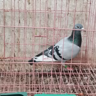 公棚成绩鸽
