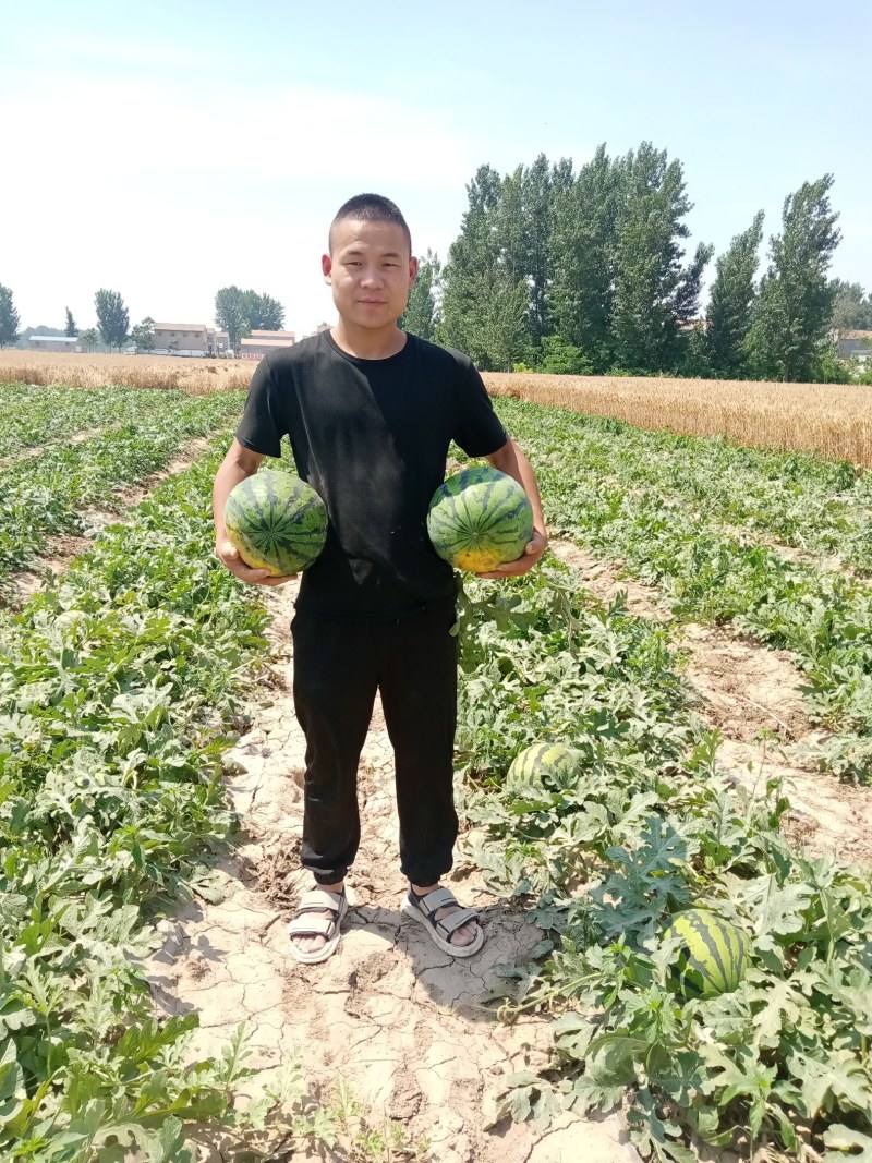 河南西瓜产地直供精品甜王，.大量有货。一手货源。