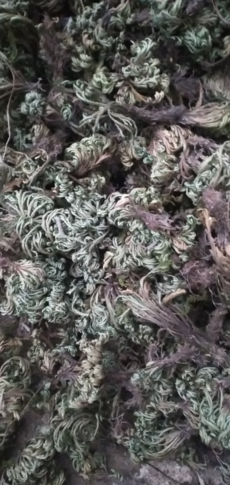 荷叶