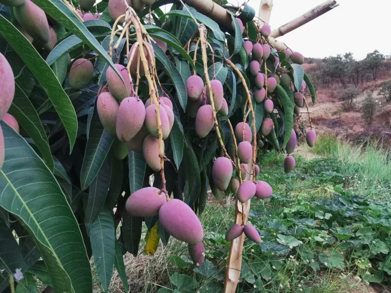 【基地直发】攀枝花红贵妃芒一件代发3斤到9斤整箱包邮