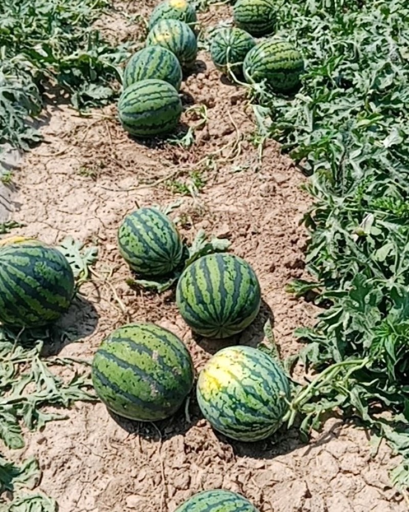 河南西瓜产地直供精品甜王，.大量有货。一手货源。