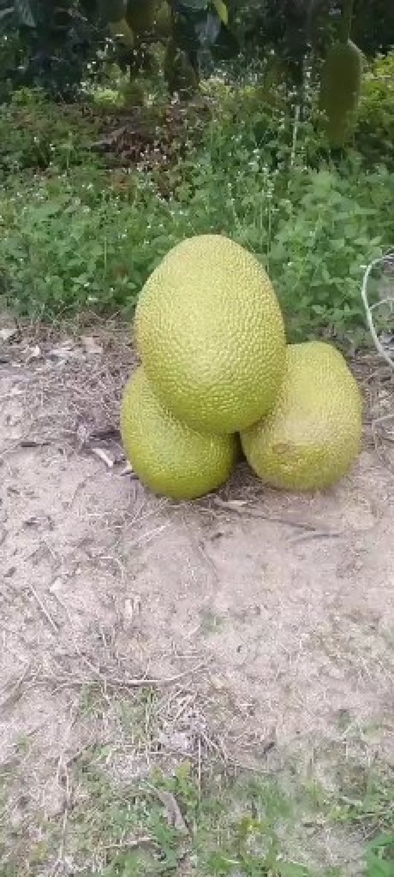 海南三亚菠萝蜜黄肉干苞现摘现发价格优惠货源充足