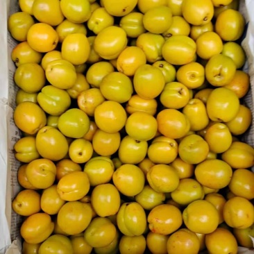珍珠油杏