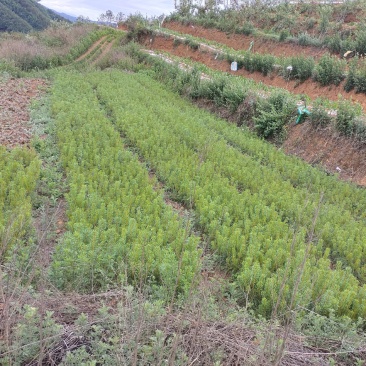 华山松苗