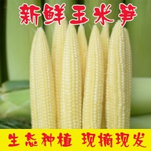 新鲜甜玉米小玉米仔新鲜蔬菜现摘心迷你玉米笋食材包邮。