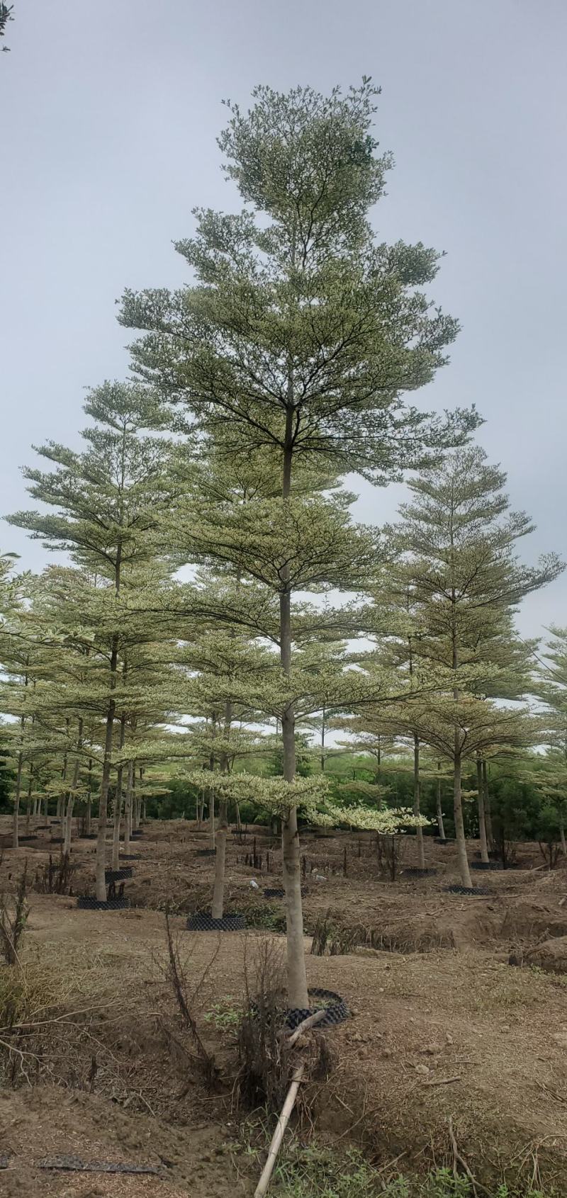 （锦叶榄仁）原地假植锦叶榄仁市政园林用苗