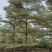 (锦叶榄仁)原地假植锦叶榄仁市政园林用苗