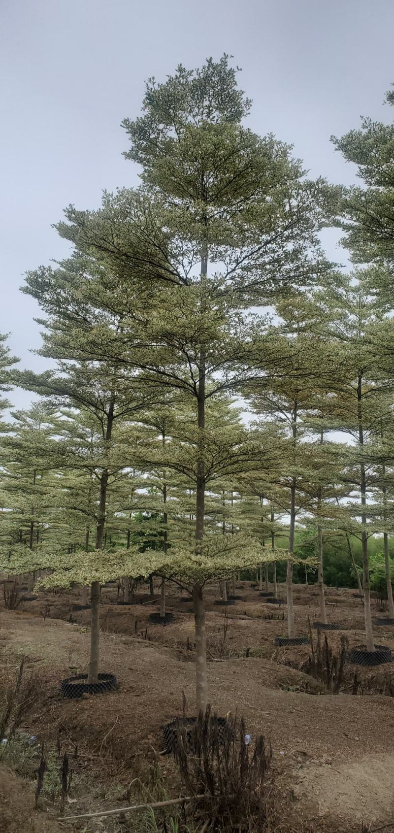 （锦叶榄仁）原地假植锦叶榄仁市政园林用苗