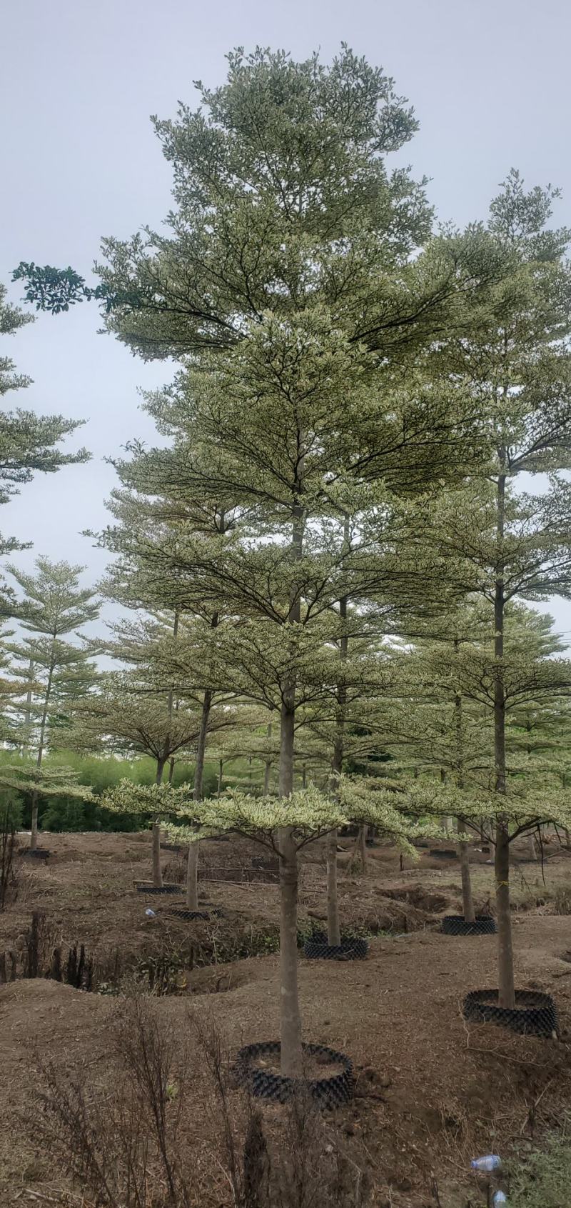 （锦叶榄仁）原地假植锦叶榄仁市政园林用苗