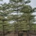 (锦叶榄仁)原地假植锦叶榄仁市政园林用苗