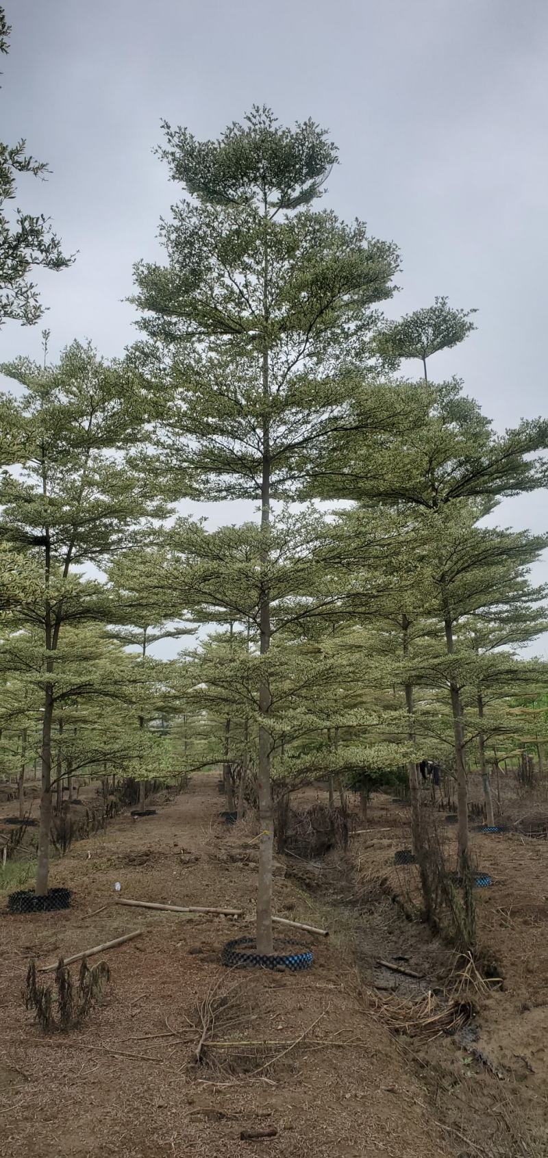 （锦叶榄仁）原地假植锦叶榄仁市政园林用苗