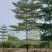 (锦叶榄仁)原地假植锦叶榄仁市政园林用苗