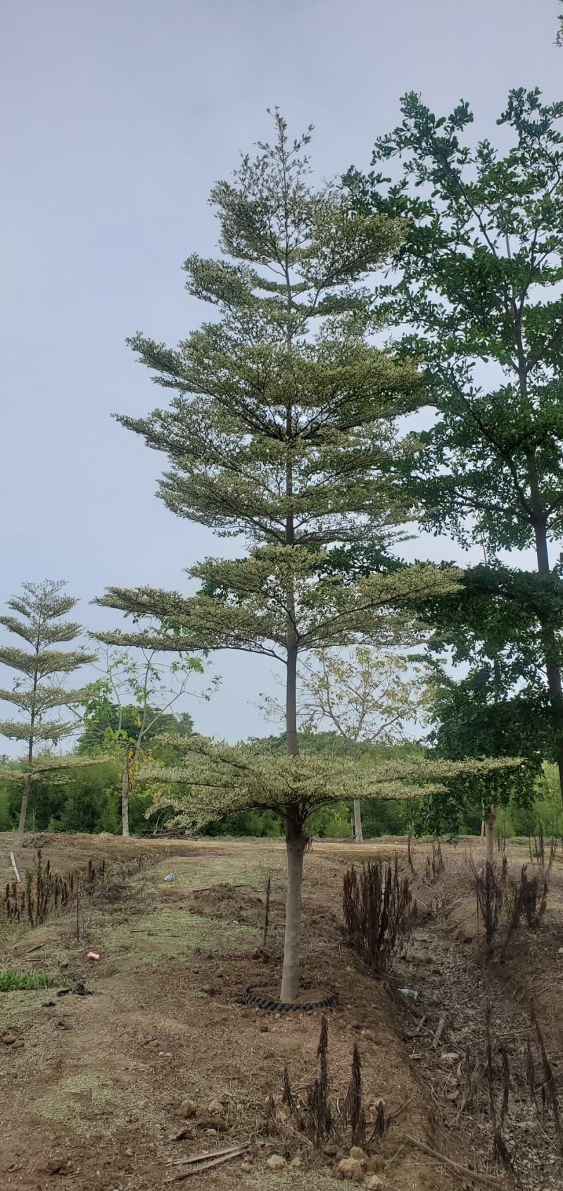 （锦叶榄仁）原地假植锦叶榄仁市政园林用苗