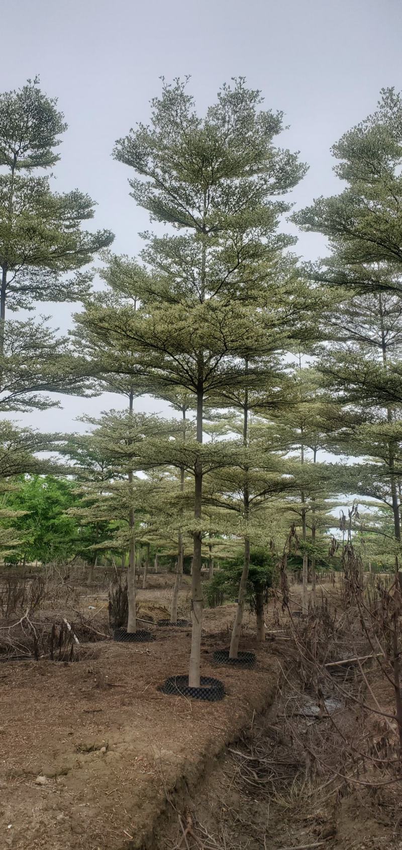 （锦叶榄仁）原地假植锦叶榄仁市政园林用苗
