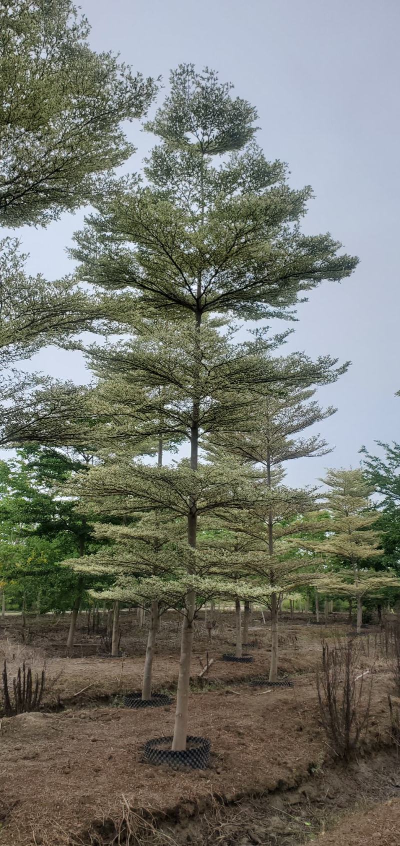 （锦叶榄仁）原地假植锦叶榄仁市政园林用苗