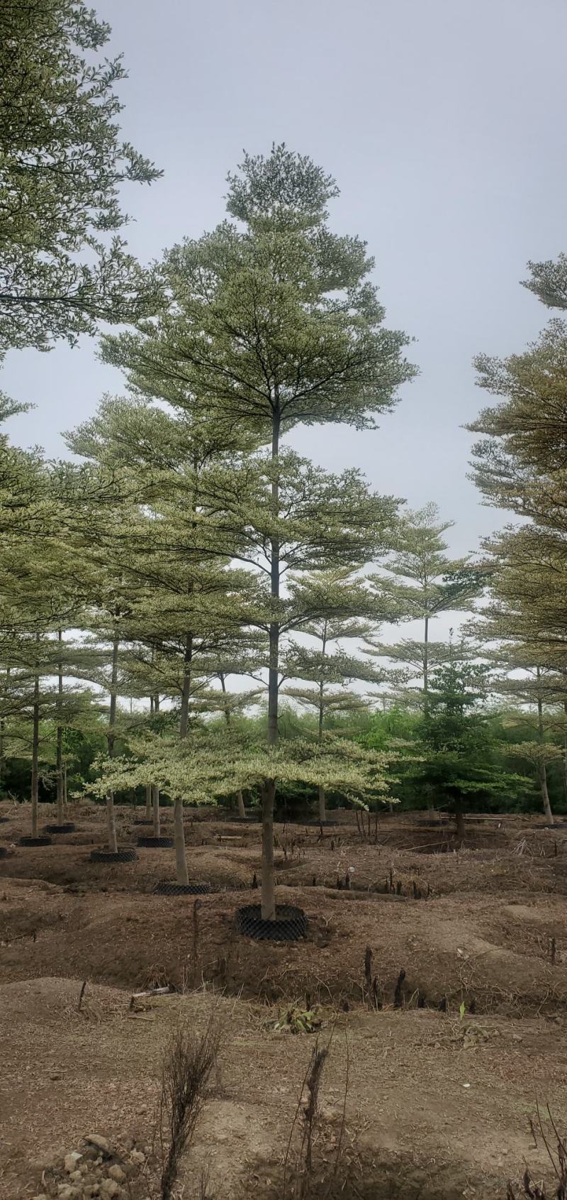 （锦叶榄仁）原地假植锦叶榄仁市政园林用苗
