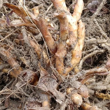 阳荷种苗，基地直供一手货源，现挖现发，包成活，包邮到家。