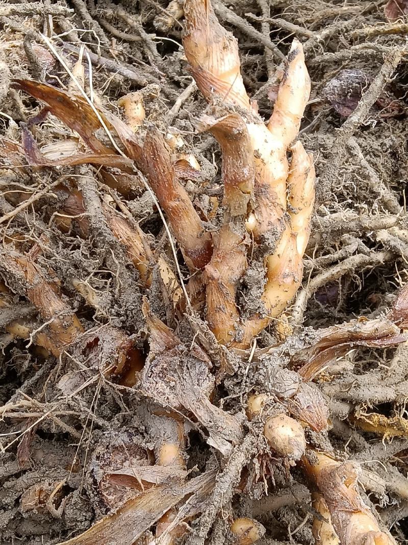 阳荷种苗，基地直供一手货源，现挖现发，包成活，包邮到家。