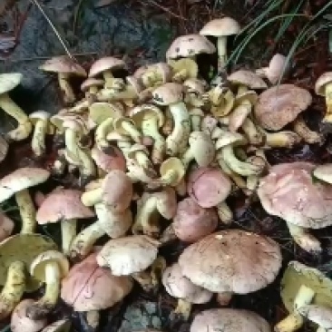 见手青（粉盖牛肝菌）鲜货