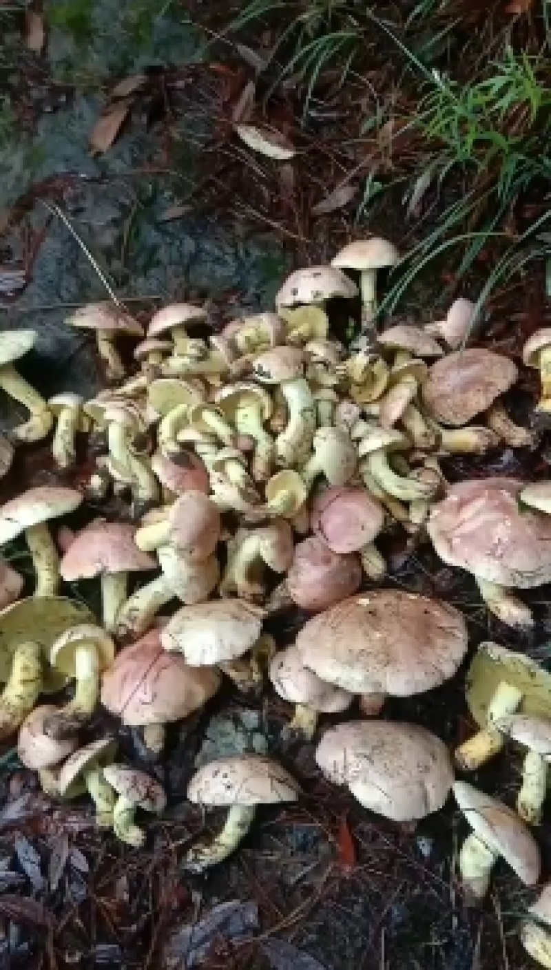 见手青（粉盖牛肝菌）鲜货