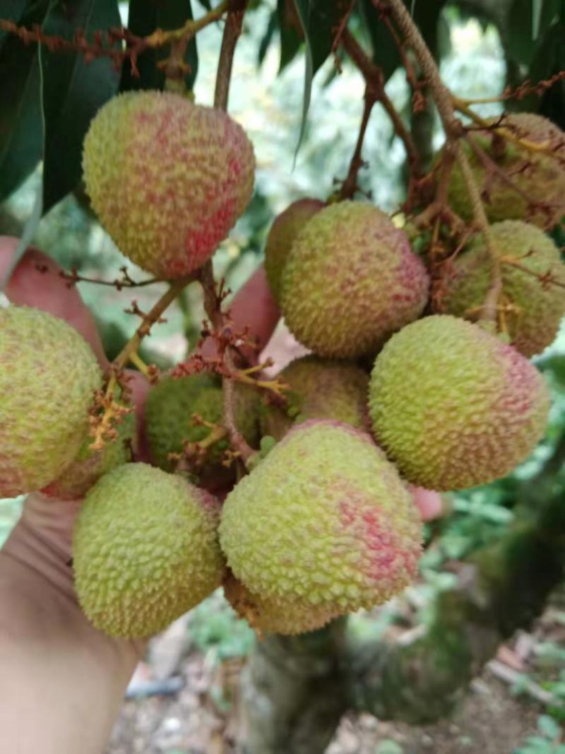 苗岭【妃子笑荔枝】自己种植一手货源，年产欢迎各位老板选购