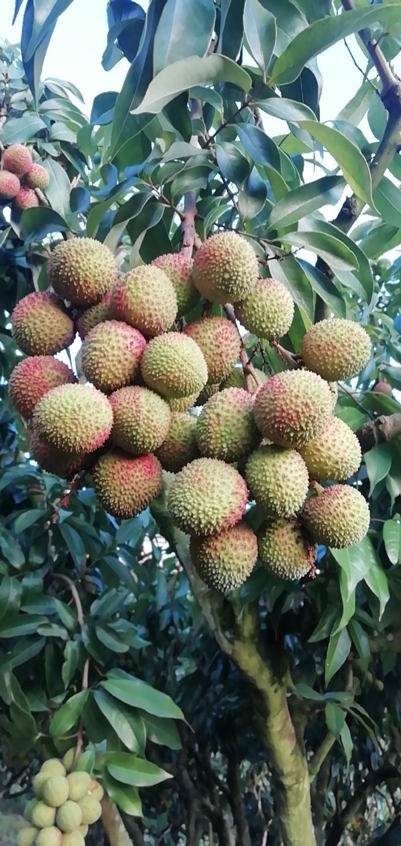 苗岭【妃子笑荔枝】自己种植一手货源，年产欢迎各位老板选购