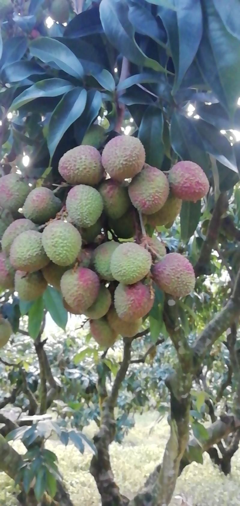 苗岭【妃子笑荔枝】自己种植一手货源，年产欢迎各位老板选购