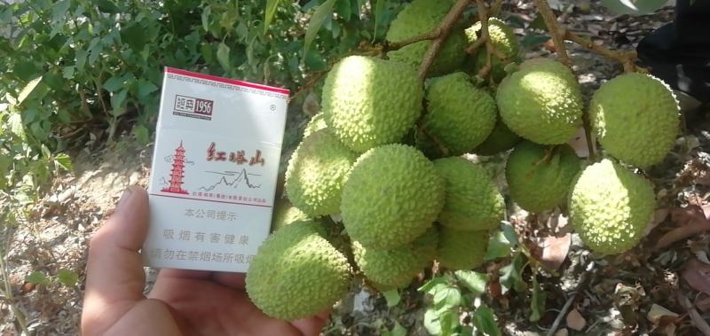 苗岭【妃子笑荔枝】自己种植一手货源，年产欢迎各位老板选购