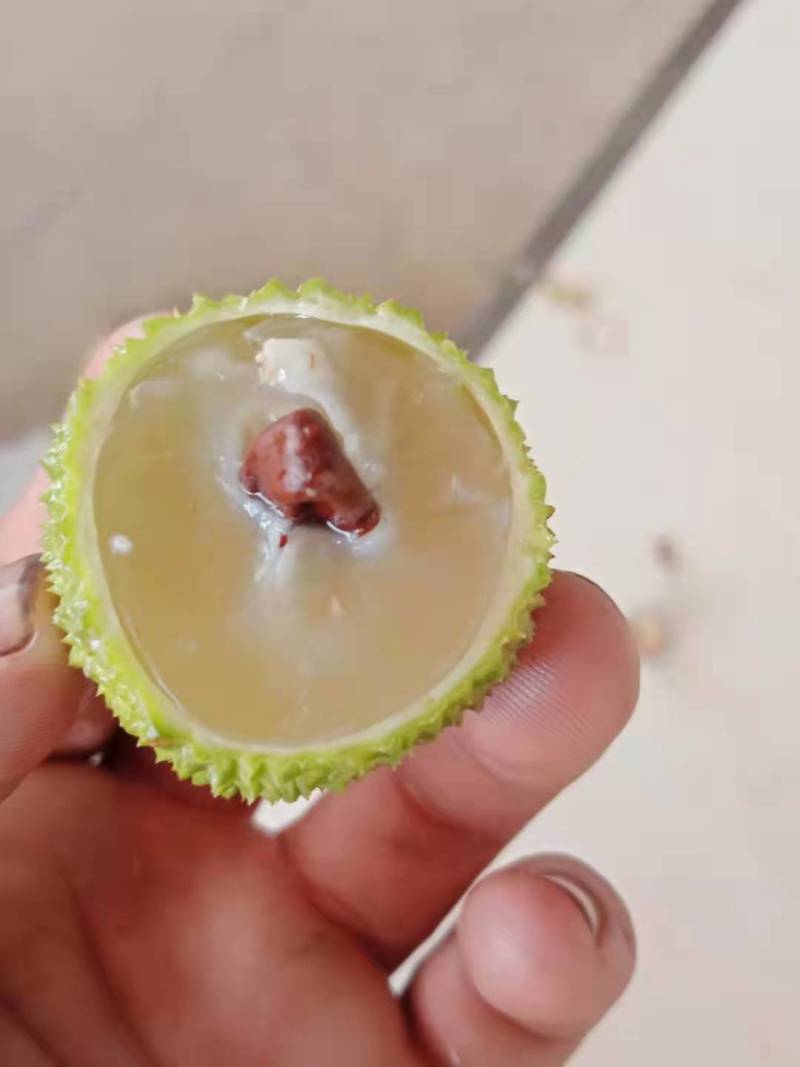 苗岭【妃子笑荔枝】自己种植一手货源，年产欢迎各位老板选购