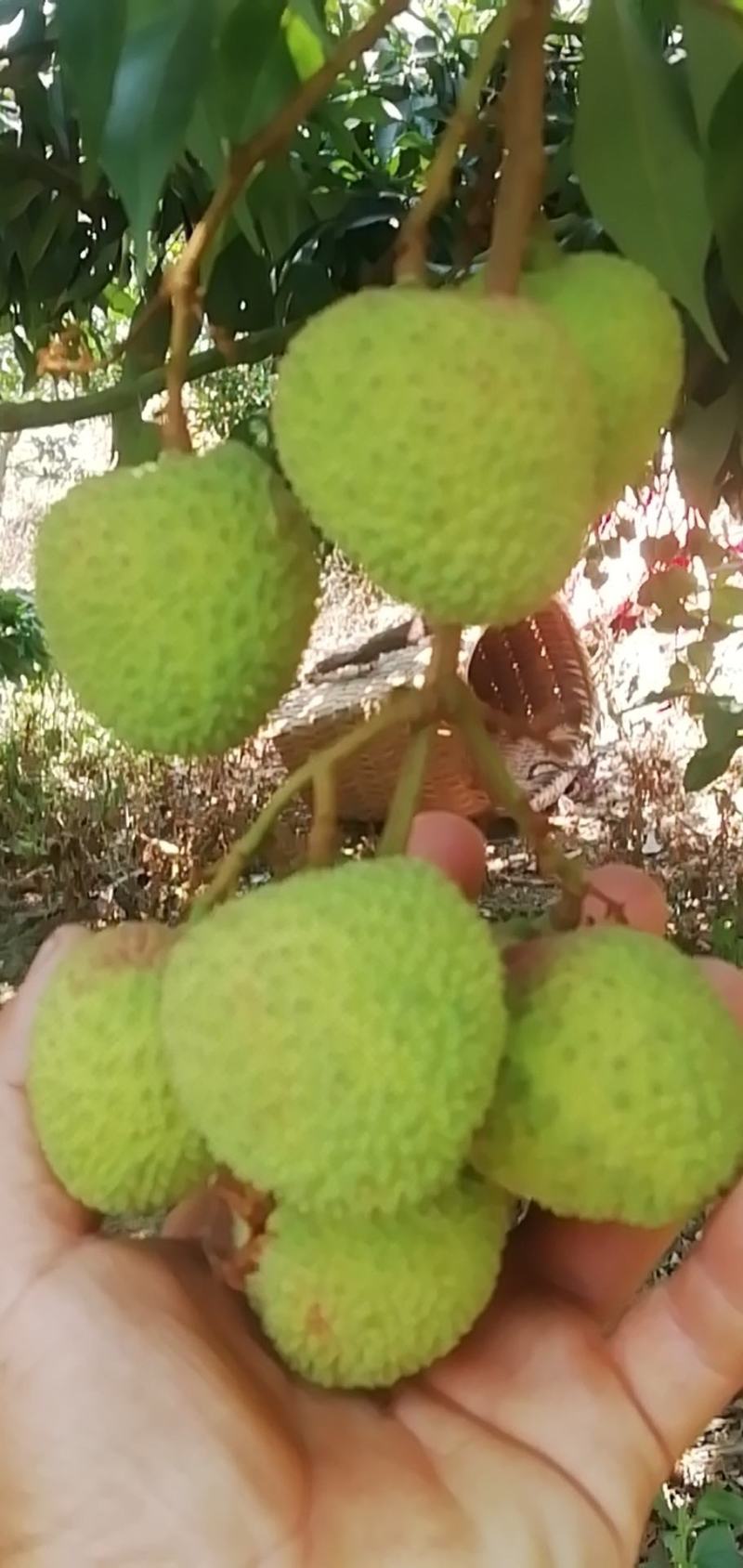 苗岭【妃子笑荔枝】自己种植一手货源，年产欢迎各位老板选购