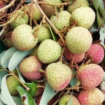 苗岭【妃子笑荔枝】自己种植一手货源，年产欢迎各位老板选购