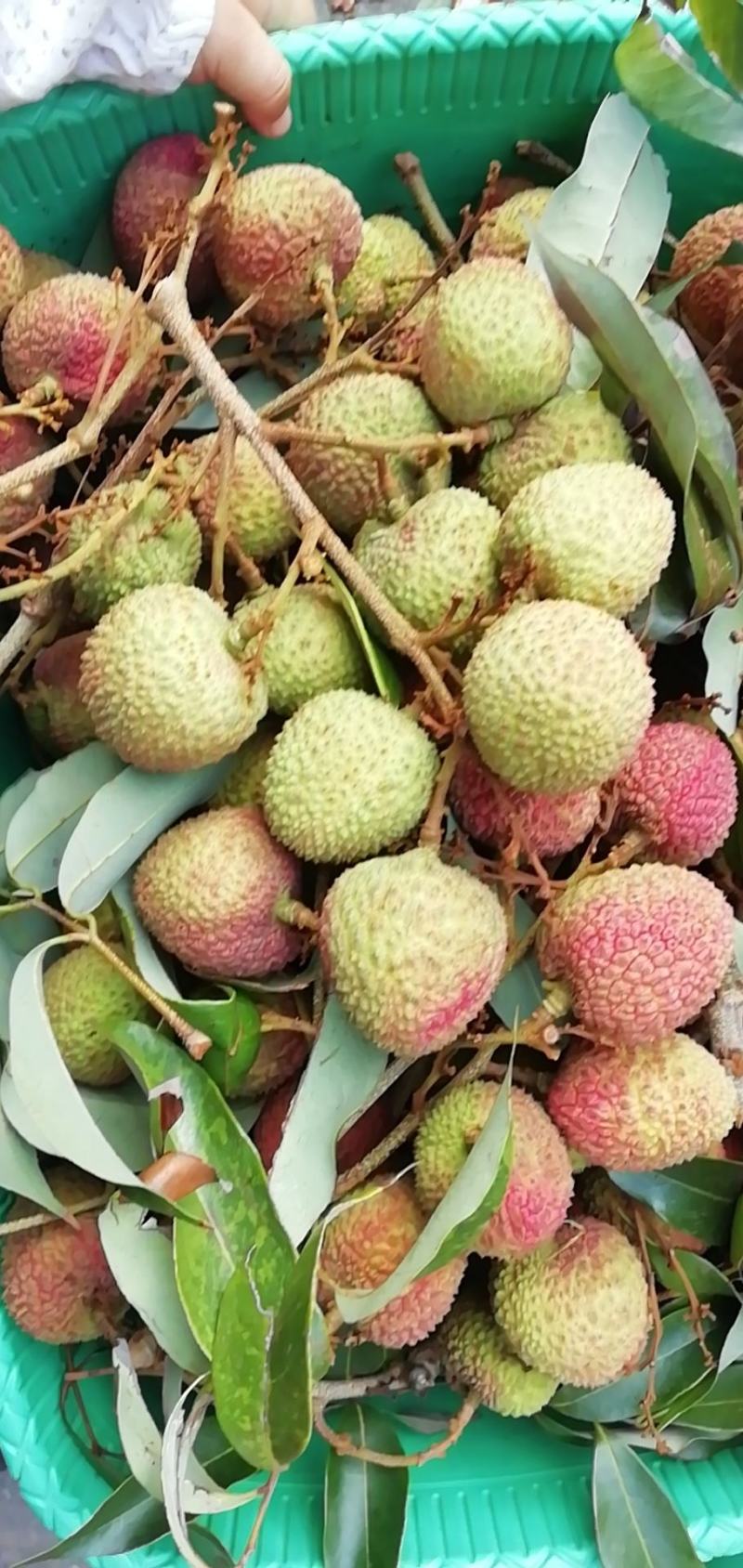 苗岭【妃子笑荔枝】自己种植一手货源，年产欢迎各位老板选购
