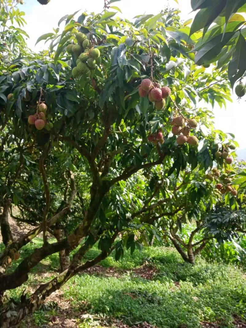 苗岭【妃子笑荔枝】自己种植一手货源，年产欢迎各位老板选购