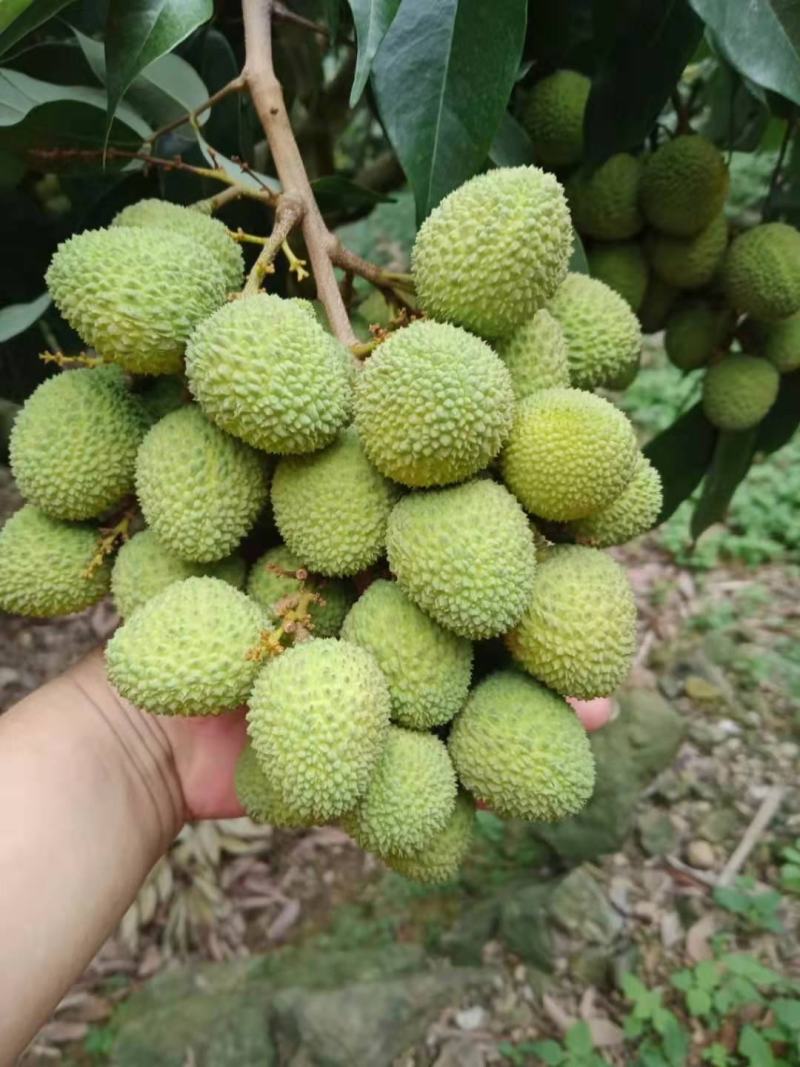苗岭【妃子笑荔枝】自己种植一手货源，年产欢迎各位老板选购