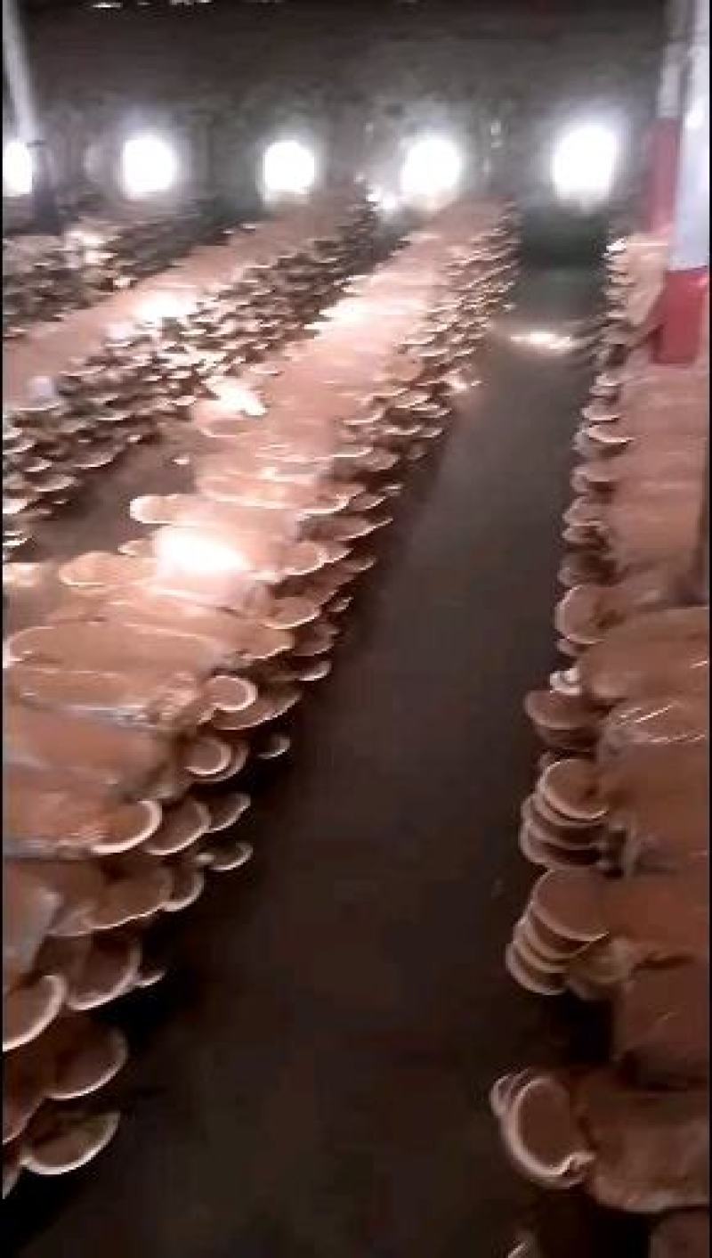 灵芝干品赤芝韩芝紫芝黑芝美芝甜芝