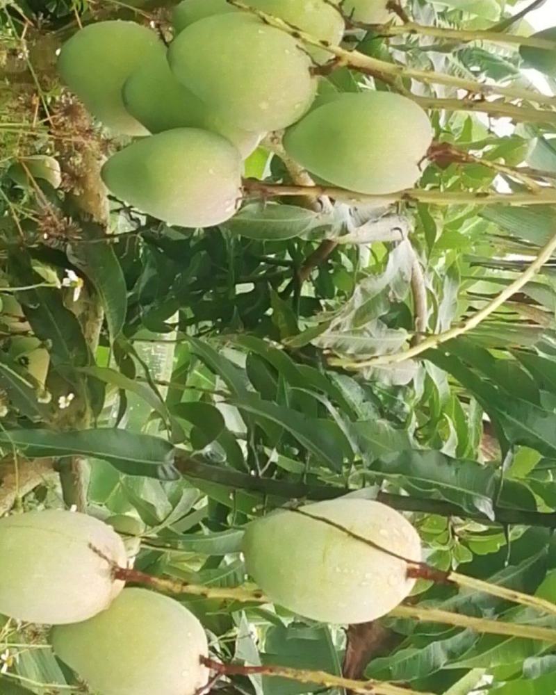 苗岭【台农芒果】、自家种植一手货源，欢迎各位老板选购。