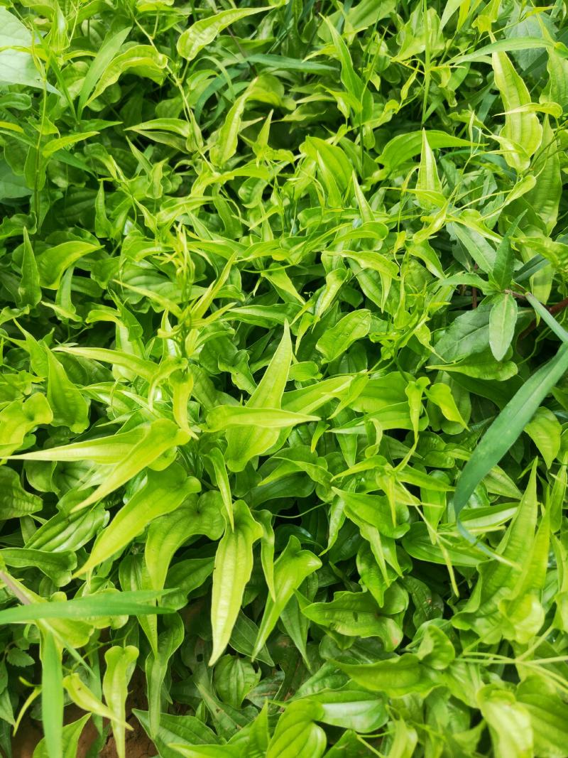 高产露天云南对叶百部苗基地直供带技术指导易管理