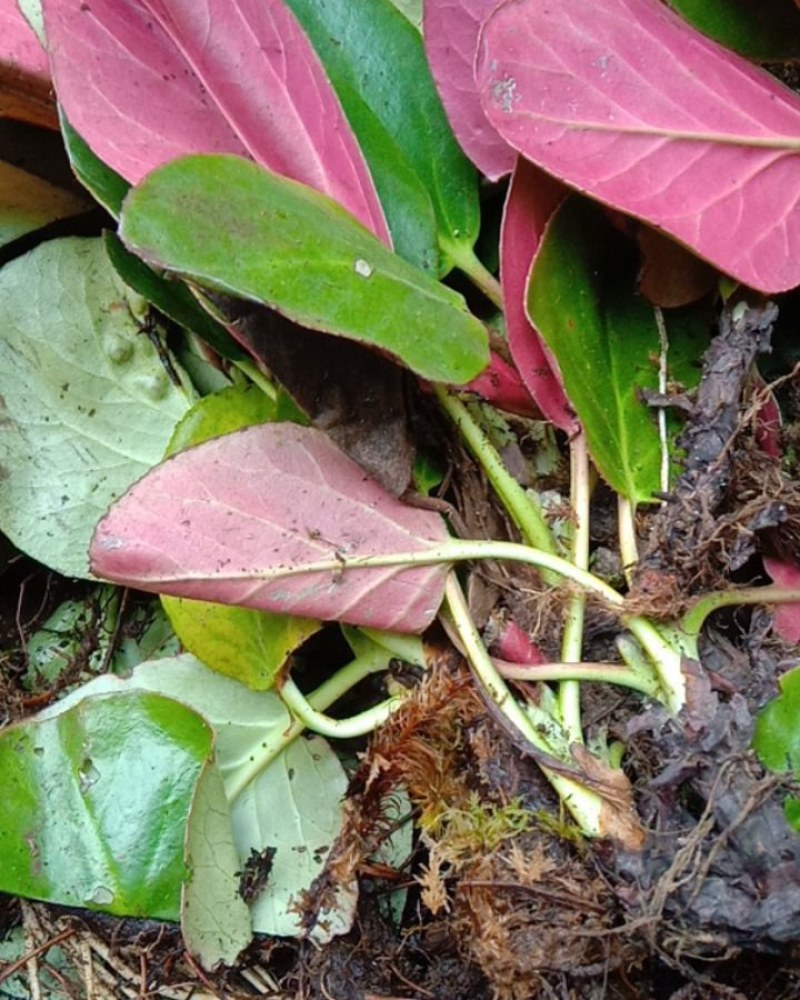 野生岩白菜，八大金刚，