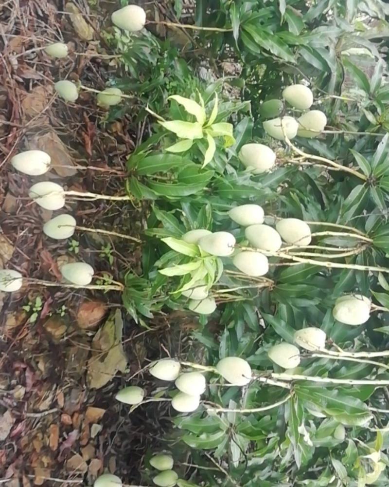 苗岭【台农芒果】、自家种植一手货源，欢迎各位老板选购。