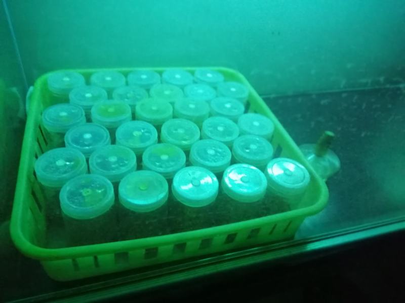 黑木耳菌种黑木耳菌包食用菌菌种木耳菌种段木袋栽木耳菌种