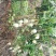 苗岭【台农芒果】、自家种植一手货源，欢迎各位老板选购。