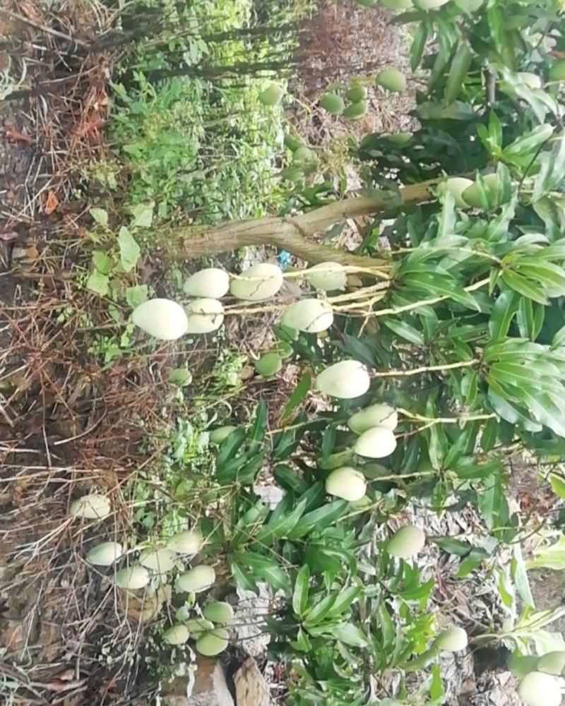 苗岭【台农芒果】、自家种植一手货源，欢迎各位老板选购。
