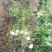 苗岭【台农芒果】、自家种植一手货源，欢迎各位老板选购。