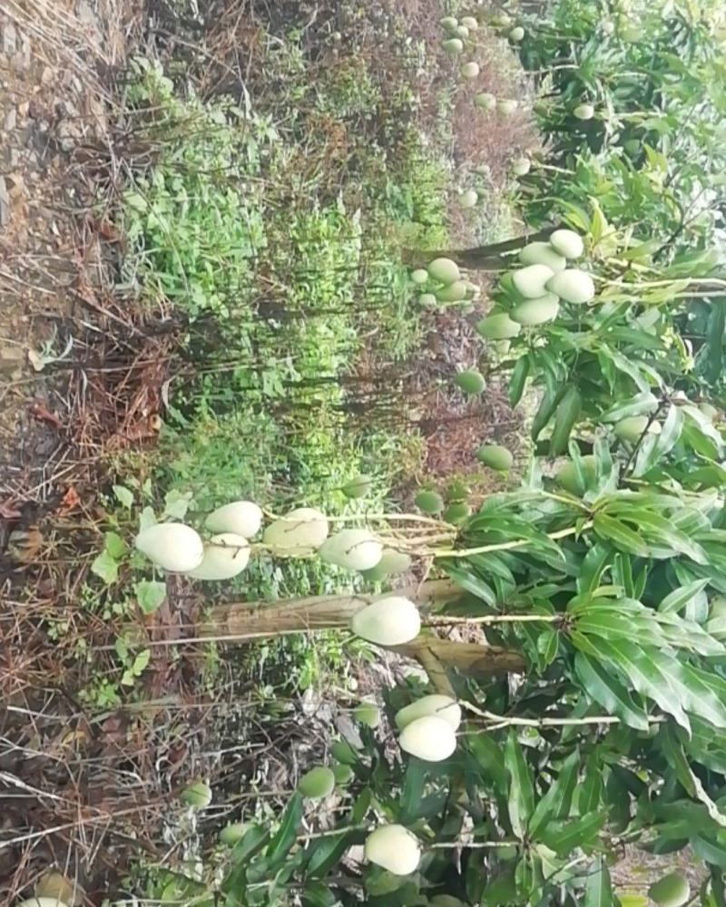 苗岭【台农芒果】、自家种植一手货源，欢迎各位老板选购。
