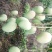苗岭【台农芒果】、自家种植一手货源，欢迎各位老板选购。
